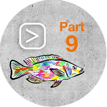Feed_Efficiency_mit_Play_Button_Part9_Tilapia.png